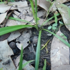 Arthropodium glareosorum at Bawley Point, NSW - 16 Oct 2020