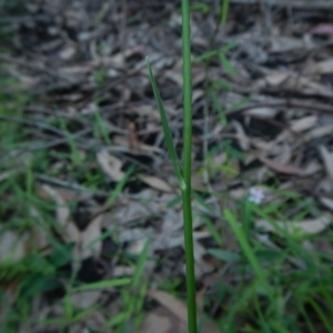 Arthropodium glareosorum at Bawley Point, NSW - 16 Oct 2020