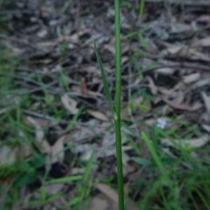 Arthropodium glareosorum at Bawley Point, NSW - 16 Oct 2020 02:29 PM