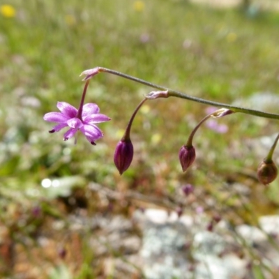 Arthropodium minus (Small Vanilla Lily) at Yass River, NSW - 16 Oct 2020 by SenexRugosus