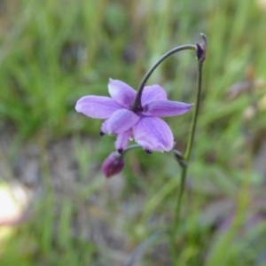 Arthropodium minus at Yass River, NSW - 16 Oct 2020