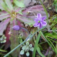 Arthropodium minus at Yass River, NSW - 16 Oct 2020