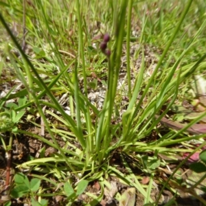 Arthropodium minus at Yass River, NSW - 16 Oct 2020