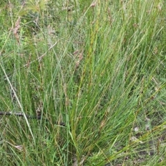 Lepidosperma laterale at Meroo National Park - 16 Oct 2020 by GLemann