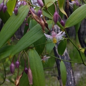 Eustrephus latifolius at Bawley Point, NSW - 16 Oct 2020