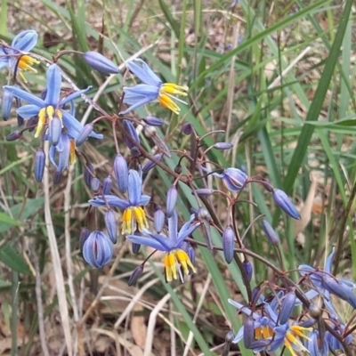 Dianella caerulea (Common Flax Lily) at Bawley Point Bushcare - 16 Oct 2020 by GLemann