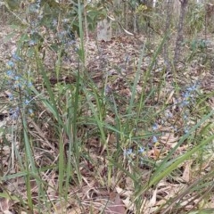 Dianella caerulea at Bawley Point, NSW - 16 Oct 2020