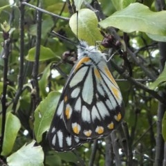 Belenois java (Caper White) at Kambah, ACT - 16 Oct 2020 by HarveyPerkins