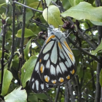 Belenois java (Caper White) at Kambah, ACT - 16 Oct 2020 by HarveyPerkins