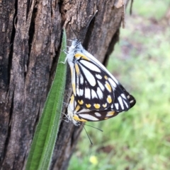 Belenois java (Caper White) at Hughes Garran Woodland - 16 Oct 2020 by ruthkerruish