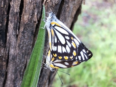 Belenois java (Caper White) at Hughes, ACT - 16 Oct 2020 by ruthkerruish