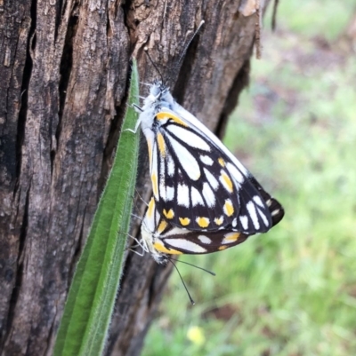 Belenois java (Caper White) at Hughes Garran Woodland - 16 Oct 2020 by ruthkerruish