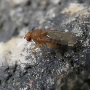 Drosophila sp. (genus) at Kambah, ACT - 16 Oct 2020
