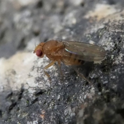 Drosophila sp. (genus) (Fruit Fly) at Kambah, ACT - 16 Oct 2020 by HarveyPerkins