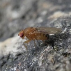 Drosophila sp. (genus) at Kambah, ACT - 16 Oct 2020