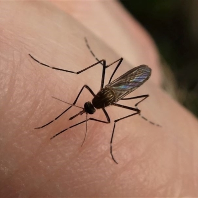 Aedes (Rampamyia) notoscriptus (Striped Mosquito) at Kambah, ACT - 16 Oct 2020 by HarveyPerkins