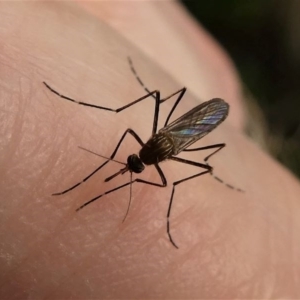 Aedes (Rampamyia) notoscriptus at Kambah, ACT - 16 Oct 2020