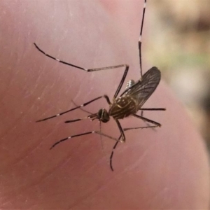 Aedes (Rampamyia) notoscriptus at Kambah, ACT - 16 Oct 2020