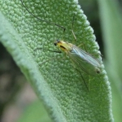 Chironomidae (family) (Non-biting Midge) at Kambah, ACT - 16 Oct 2020 by HarveyPerkins