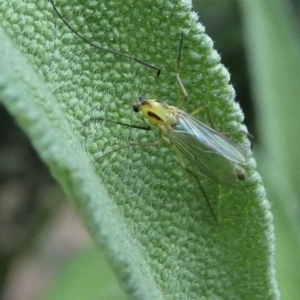 Chironomidae (family) at Kambah, ACT - 16 Oct 2020 06:17 PM