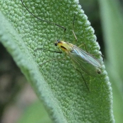 Chironomidae (family) (Non-biting Midge) at Kambah, ACT - 16 Oct 2020 by HarveyPerkins