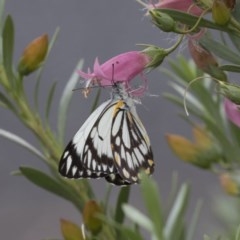 Belenois java at Higgins, ACT - 16 Oct 2020 02:42 PM