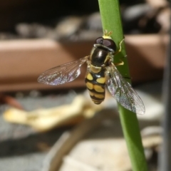 Simosyrphus grandicornis (Common hover fly) at Kambah, ACT - 15 Oct 2020 by HarveyPerkins