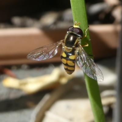 Simosyrphus grandicornis (Common hover fly) at Kambah, ACT - 16 Oct 2020 by HarveyPerkins