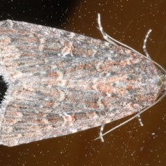 Hypoperigea tonsa (A Noctuid moth (Acronictinae) at Ainslie, ACT - 15 Oct 2020 by jb2602
