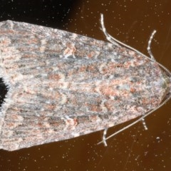 Hypoperigea tonsa (A noctuid moth) at Ainslie, ACT - 15 Oct 2020 by jb2602