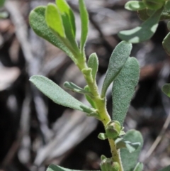 Hibbertia obtusifolia at O'Connor, ACT - 15 Oct 2020