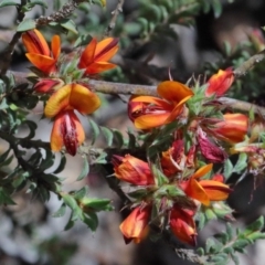 Pultenaea procumbens (Bush Pea) at Dryandra St Woodland - 15 Oct 2020 by ConBoekel