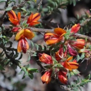 Pultenaea procumbens at O'Connor, ACT - 15 Oct 2020