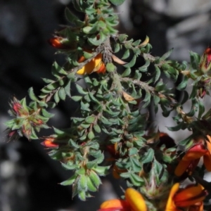 Pultenaea procumbens at O'Connor, ACT - 15 Oct 2020