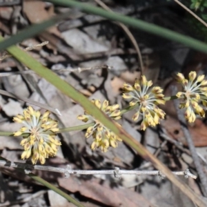 Lomandra multiflora at O'Connor, ACT - 15 Oct 2020