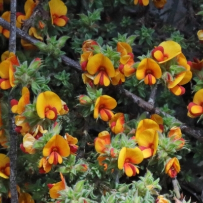 Pultenaea procumbens (Bush Pea) at O'Connor, ACT - 15 Oct 2020 by ConBoekel