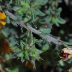 Pultenaea procumbens at O'Connor, ACT - 15 Oct 2020