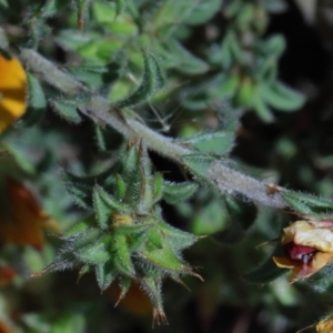 Pultenaea procumbens at O'Connor, ACT - 15 Oct 2020