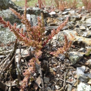 Crassula sieberiana at Yass River, NSW - 16 Oct 2020