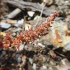 Crassula sieberiana at Yass River, NSW - 16 Oct 2020