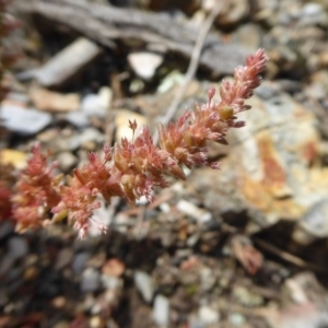 Crassula sieberiana at Yass River, NSW - 16 Oct 2020