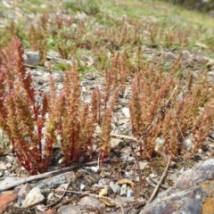 Crassula sieberiana at Yass River, NSW - 16 Oct 2020 12:42 PM
