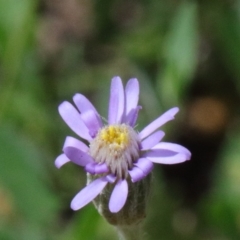 Vittadinia cuneata var. cuneata (Fuzzy New Holland Daisy) at Dryandra St Woodland - 15 Oct 2020 by ConBoekel