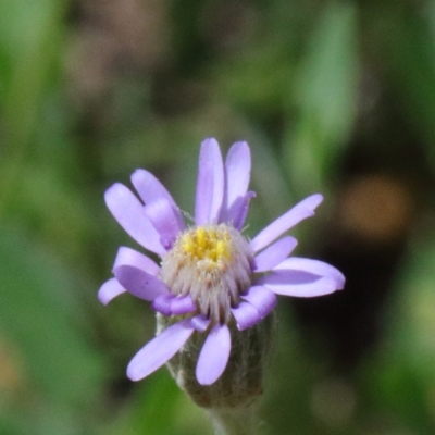 Vittadinia cuneata var. cuneata (Fuzzy New Holland Daisy) at Dryandra St Woodland - 15 Oct 2020 by ConBoekel