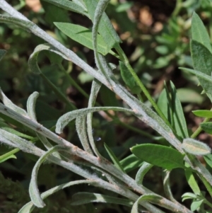 Vittadinia cuneata var. cuneata at O'Connor, ACT - 15 Oct 2020