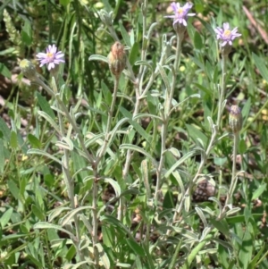 Vittadinia cuneata var. cuneata at O'Connor, ACT - 15 Oct 2020