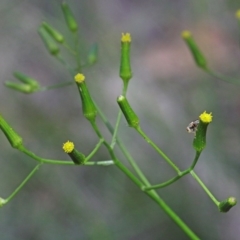 Senecio sp. (A Fireweed) at Dryandra St Woodland - 15 Oct 2020 by ConBoekel