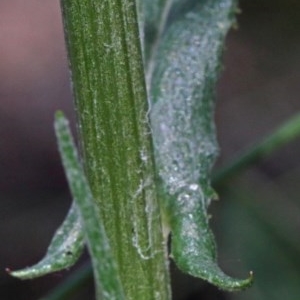 Senecio sp. at O'Connor, ACT - 15 Oct 2020