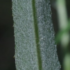 Senecio sp. at O'Connor, ACT - 15 Oct 2020