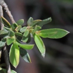 Gaudium multicaule at O'Connor, ACT - 15 Oct 2020 01:19 PM